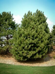 Сосна Чёрная (Pinus Nigra) купить по цене от 270.00р. в интернет-магазине «Посадика» с доставкой почтой в в Ермолиное и по всей России – [изображение №1].