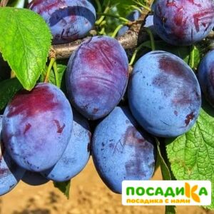 Слива Чачакская ранняя купить по цене от 229.00р. в интернет-магазине «Посадика» с доставкой почтой в в Ермолиное и по всей России – [изображение №1].