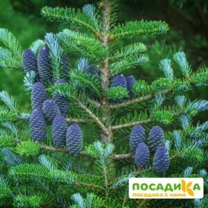 Пихта корейская (Abies koreana) купить по цене от 450.00р. в интернет-магазине «Посадика» с доставкой почтой в в Ермолиное и по всей России – [изображение №1].