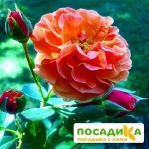 Роза Арабия купить по цене от 350.00р. в интернет-магазине «Посадика» с доставкой почтой в в Ермолиное и по всей России – [изображение №1].