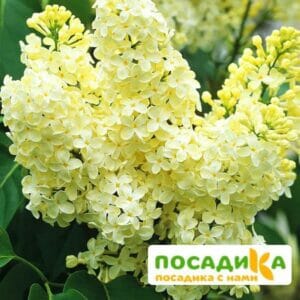 Сирень Примроуз (Primrose) купить по цене от 529.00р. в интернет-магазине «Посадика» с доставкой почтой в в Ермолиное и по всей России – [изображение №1].