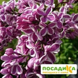 Сирень Сенсация купить по цене от 529.00р. в интернет-магазине «Посадика» с доставкой почтой в в Ермолиное и по всей России – [изображение №1].