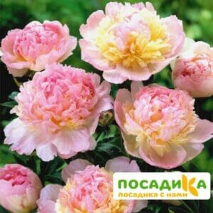 Пион Распберри Сандей (Paeonia Raspberry Sundae) купить по цене от 959р. в интернет-магазине «Посадика» с доставкой почтой в в Ермолиное и по всей России – [изображение №1].