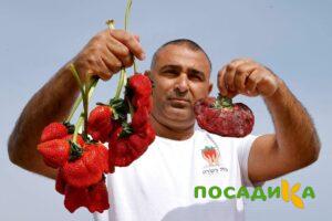 Клубника Гигант Джорнея купить по цене от 266р. в интернет-магазине «Посадика» с доставкой почтой в в Ермолиное и по всей России – [изображение №1].