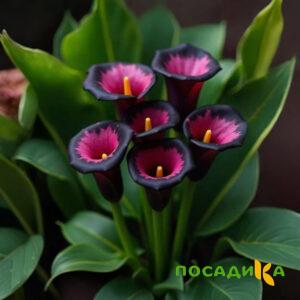 Калла Аура Лейс купить по цене от 400р. в интернет-магазине «Посадика» с доставкой почтой в в Ермолиное и по всей России – [изображение №1].
