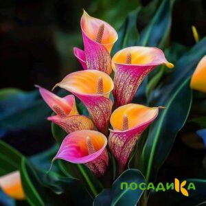 Калла Оникс купить по цене от 450р. в интернет-магазине «Посадика» с доставкой почтой в в Ермолиное и по всей России – [изображение №1].