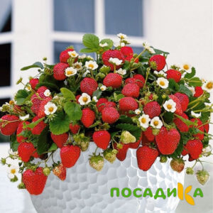 Клубника Рубиновый Шепот (горшечная) купить по цене от 240р. в интернет-магазине «Посадика» с доставкой почтой в в Ермолиное и по всей России – [изображение №1].