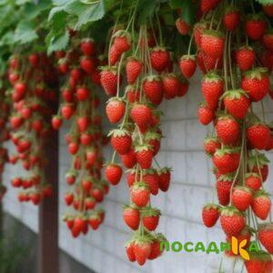 Клубника вьющаяся Комплимент купить по цене от 470р. в интернет-магазине «Посадика» с доставкой почтой в в Ермолиное и по всей России – [изображение №1].