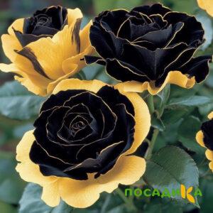 Роза Ханни Сикл купить по цене от 700р. в интернет-магазине «Посадика» с доставкой почтой в в Ермолиное и по всей России – [изображение №1].