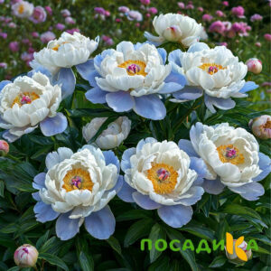 Пион акварельный Этюд купить по цене от 806р. в интернет-магазине «Посадика» с доставкой почтой в в Ермолиное и по всей России – [изображение №1].