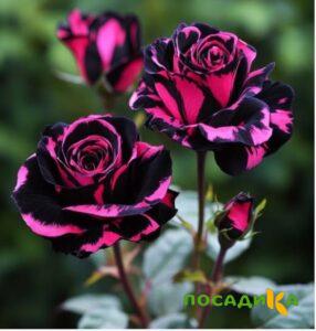 Роза Багровый Шепот купить по цене от 366р. в интернет-магазине «Посадика» с доставкой почтой в в Ермолиное и по всей России – [изображение №1].