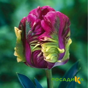 Тюльпан Экзотик Хэвен купить по цене от 186р. в интернет-магазине «Посадика» с доставкой почтой в в Ермолиное и по всей России – [изображение №1].