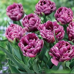 Тюльпан Айс Крим купить по цене от 430р. в интернет-магазине «Посадика» с доставкой почтой в в Ермолиное и по всей России – [изображение №1].